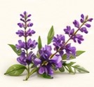 clary sage
