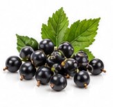 currant