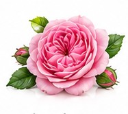 damask rose