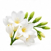 freesia