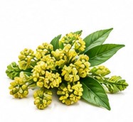 galbanum
