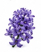 hyacinth