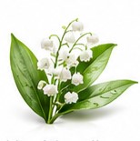 lily of the valley