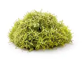 moss