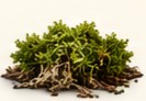 oakmoss
