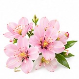 peach blossom