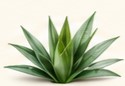 pineapple leaf