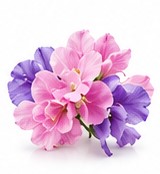 sweet pea