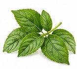 violet leaf