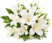 white flowers