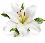 white lily