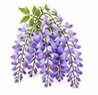 wisteria