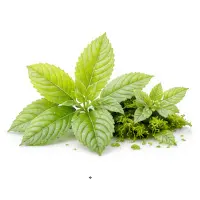سبز